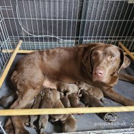 Labrador Retriever - Both