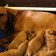 Labrador Retriever - Dogs