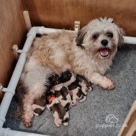 Mixed Breed - Both