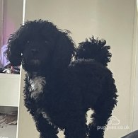 Poochon