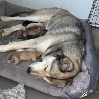Siberian Husky - Both