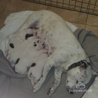 Staffordshire Bull Terrier - Bitches