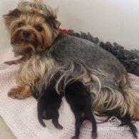 Yorkshire Terrier - Both