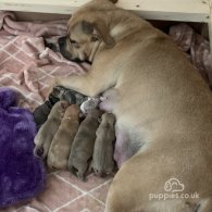 American Bulldog - Both