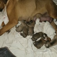 American Bulldog - Both