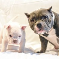 American Bulldog - Both