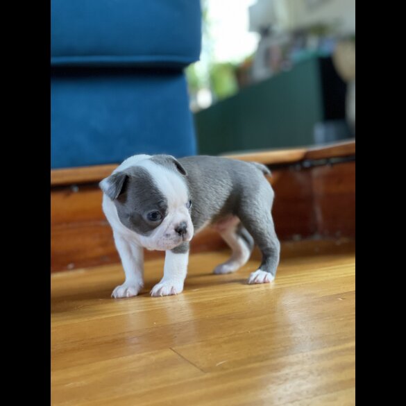 Boston Terrier - Both