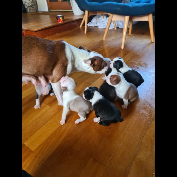 Boston Terrier - Both