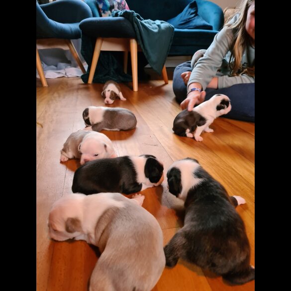 Boston Terrier - Both