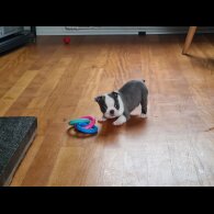Boston Terrier - Both