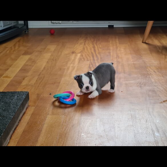 Boston Terrier - Both