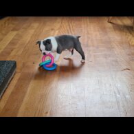 Boston Terrier - Both