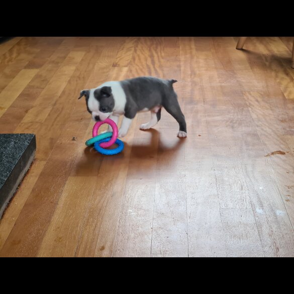 Boston Terrier - Both