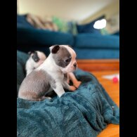 Boston Terrier - Both