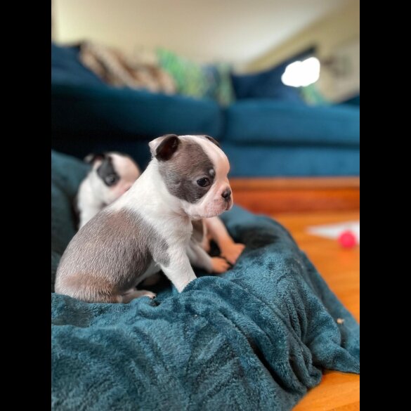 Boston Terrier - Both