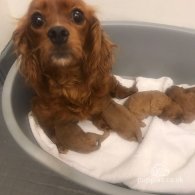 Cavapoo - Both