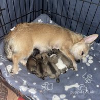 Chihuahua - Both