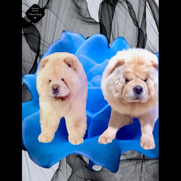 Chow Chow - Both
