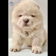 Chow Chow - Both