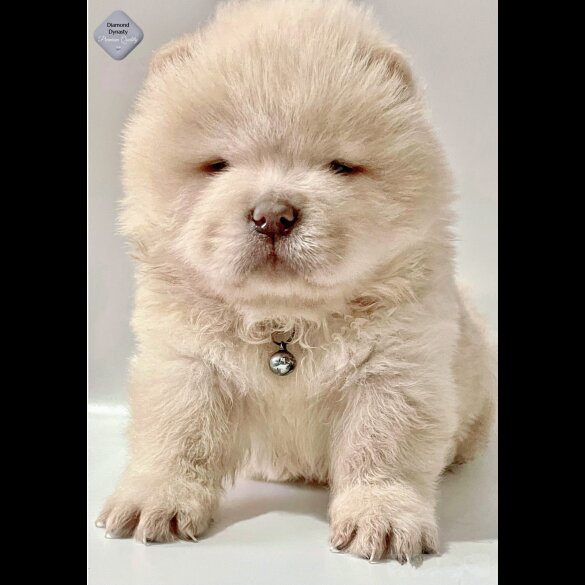 Chow Chow - Both