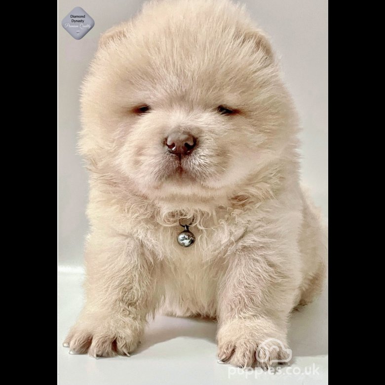Pocket chow chow deals