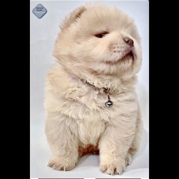Chow Chow - Both