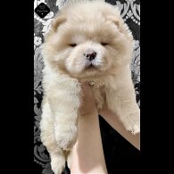 Chow Chow - Both