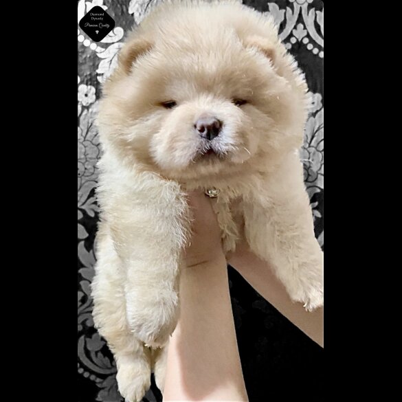 Chow Chow - Both