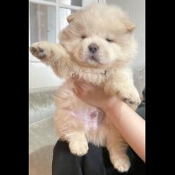 Chow Chow - Both