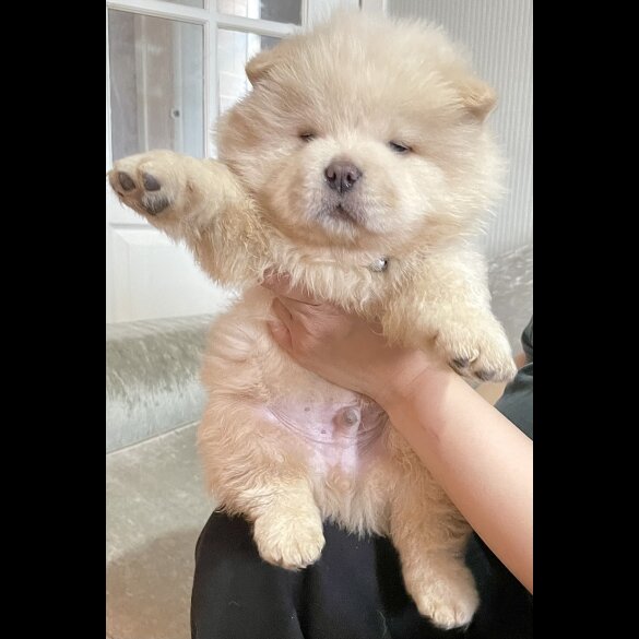Chow Chow - Both