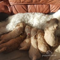 Cockapoo - Both