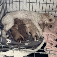 Cockapoo - Both