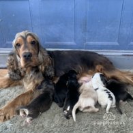 Cocker Spaniel - Dogs