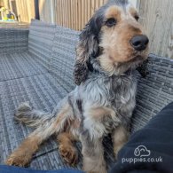 Cocker Spaniel