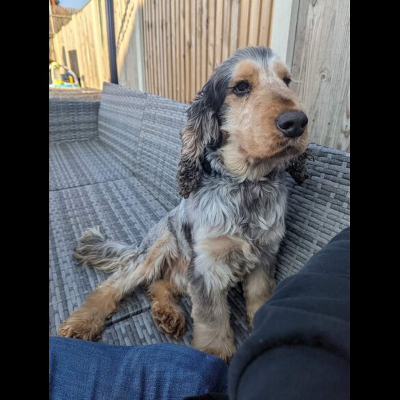 Cocker Spaniel (Working &amp; Show)
