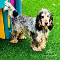 Cocker Spaniel