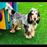 Cocker Spaniel (Working &amp; Show)