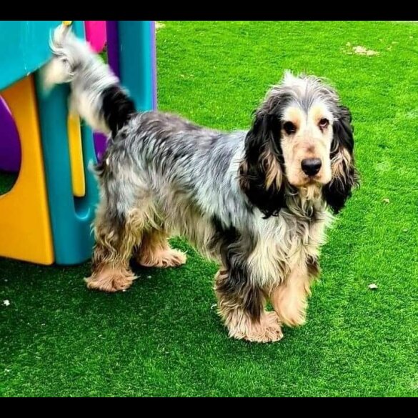 Cocker Spaniel (Working &amp; Show)