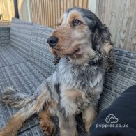 Cocker Spaniel