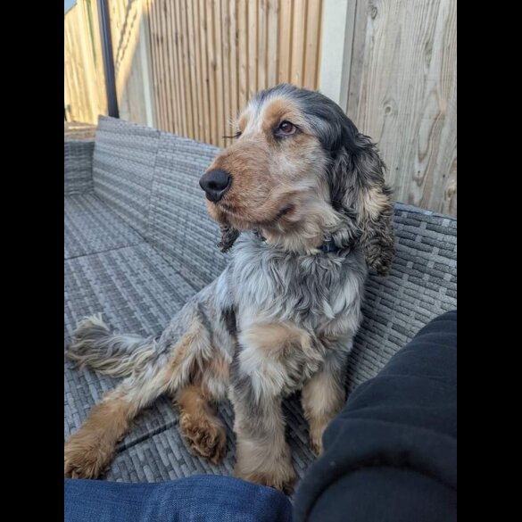 Cocker Spaniel (Working &amp; Show)