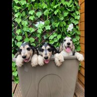 Cocker Spaniel (Working &amp; Show)