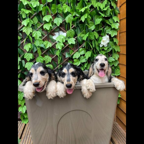 Cocker Spaniel (Working &amp; Show)