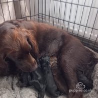 Cocker Spaniel - Both