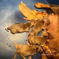 Dachshund (Standard & Miniature) - Both