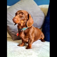 Dachshund (Standard &amp; Miniature)