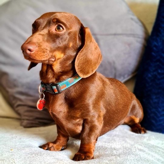 Dachshund (Standard & Miniature)