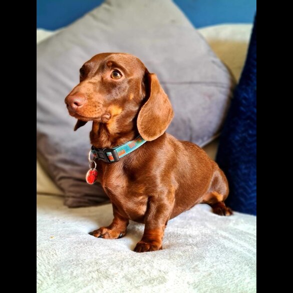 Dachshund (Standard &amp; Miniature)