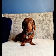 Dachshund (Standard &amp; Miniature)