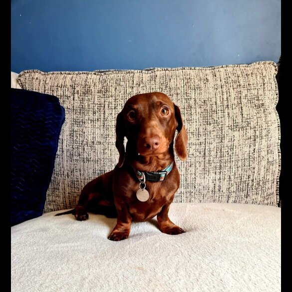 Dachshund (Standard &amp; Miniature)