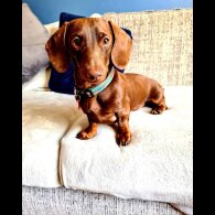 Dachshund (Standard &amp; Miniature)